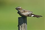 Common Nighthawkborder=